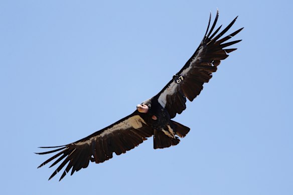 Un condor della California vola vicino a Big Sur.