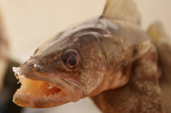 The Ohio fishing contest compared catches of walleye, also known as yellow pike. 