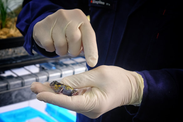 More than 150 southern giant burrowing frogs have already moved into the new facility.