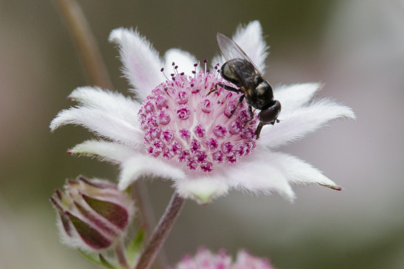 File image: a fly lands on on a flower in the Blue Mountains.
