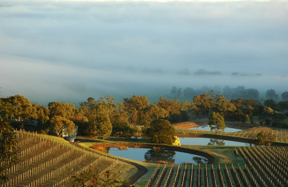 Coldstream Hills’ vineyards in the Yarra Valley.