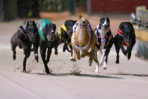 Despite allegations of animal welfare abuses, the premier says the sport will continue in NSW.