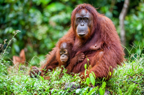 An orangutan with a cub in Borneo, one of its few remaining natural habitats.