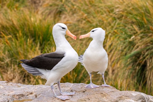 Colonies of black-browed albatross, nest beside penguins.