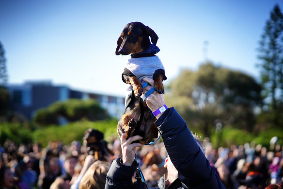 Dachshunds rule: Owners held dogs aloft before the world record attempt.