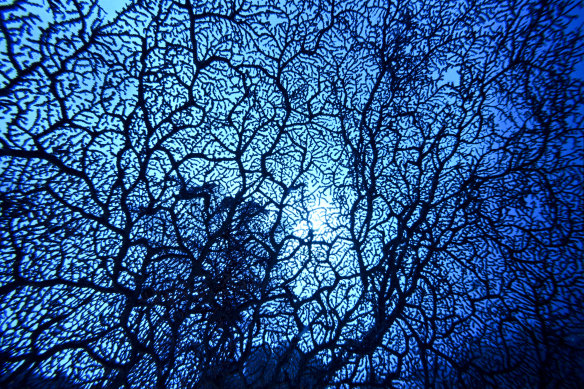 Coral branches against the sky in Raja Ampat, Indonesia.