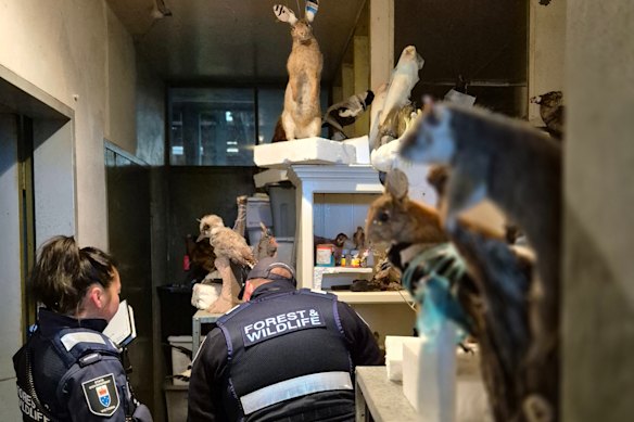 Threatened species were among the animals found either frozen or taxidermied.
