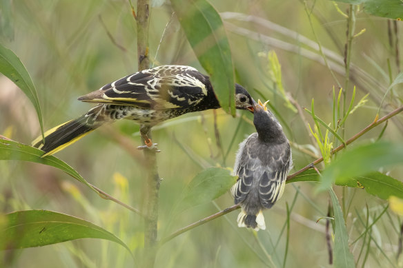 A zoo-bred regent honeyeater released in 2021 feeds a chick raised in the wild.