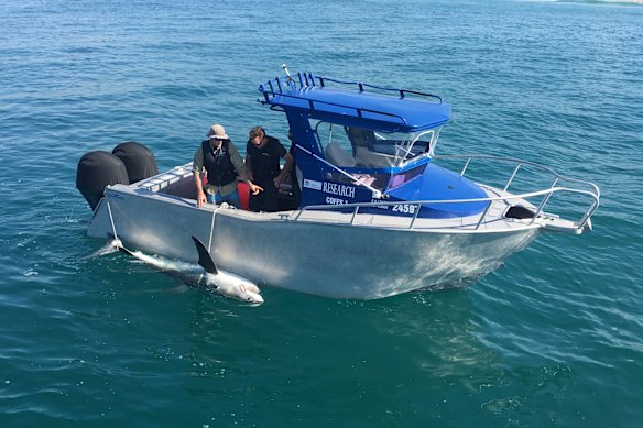 A shark being tagged and checked after being caught on a drum line in NSW.