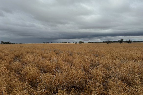 Clouds heading towards Victorian farmer Ryan Milgate’s lentil crop amid unusually wet and humid conditions across the state. 