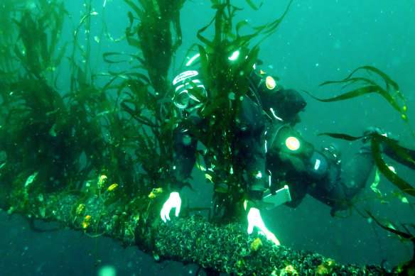 One of the last patches of giant kelp in Fortescue Bay on the east coast of Tasmania. Giant kelp is one of the fastest growing organisms on the planet, giving it unique potential to rapidly take up carbon during photosynthesis. 