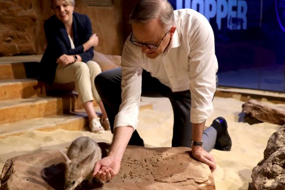 Anthony Albanese and Tanya Plibersek with a bilby at Wild Life Sydney Zoo.