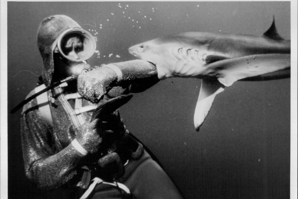 Valerie Taylor being attacked by a blue shark for a Channel 7 program in 1982.