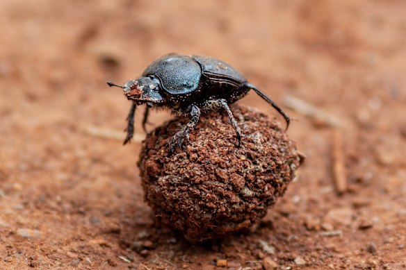 A new “roller” species of dung beetle was introduced over the past few years.