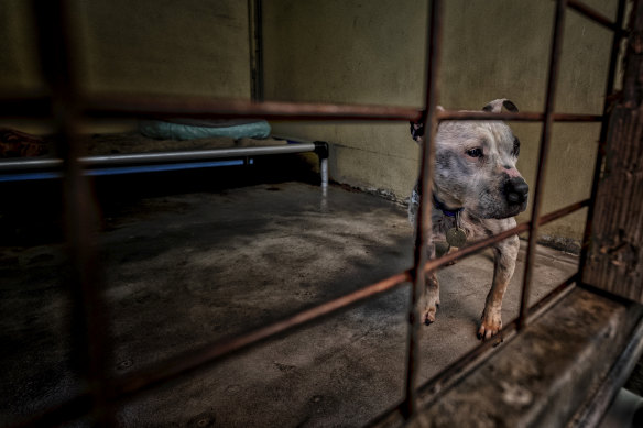 A dog at The Lost Dogs Home in North Melbourne. 