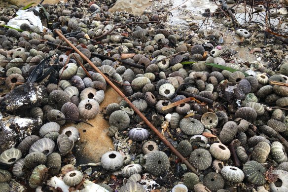 A photograph taken on the foreshore of Kurnell after the big storm event, showing mass piles of exoskeletons of invertebrates deposited on the shore.