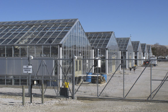 Greenhouses at the University of Nevada, Reno, where researchers are studying whether they can transplant the plant or seeds germinating in the greenhouse to the desert to bolster the native population. 
