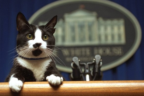 Former President Bill Clinton’s cat Socks peers over the podium in the White House briefing room in Washington in 1994.