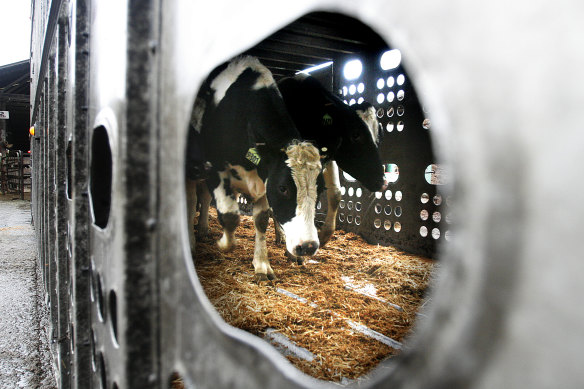 Bird flu has torn through hundreds of cattle herds in the US.