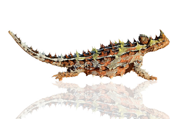 A thorny devil. 