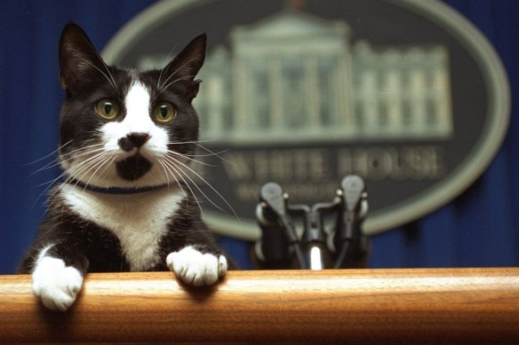 The Bidens will reportedly bring a cat, as well dogs, back into the White House. The Clintons' cat Socks, pictured in 1994, remains a fondly remembered White House resident.