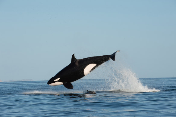 A mature female orca (Orcinus orca) hunting a dolphin in the Sea of Cortez, Baja Sur, Mexico.