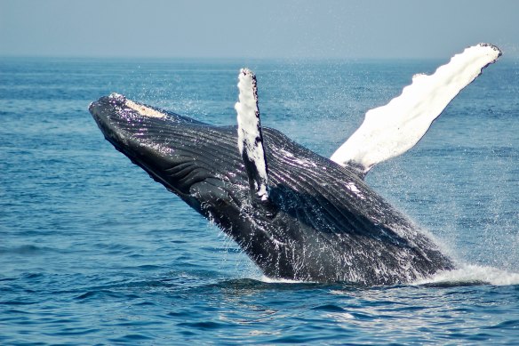 The humpback whale is one of 29 Australian threatened animal species to have made a recovery.