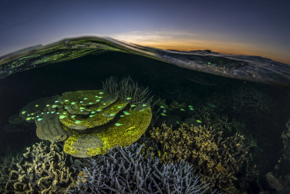 Ningaloo Reef is a biodiversity hotspot. 