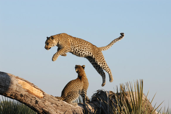 Spot spotted leopards in Botswana.