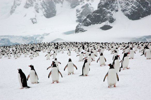 Gentoo penguins on the Antarctic Peninsula.