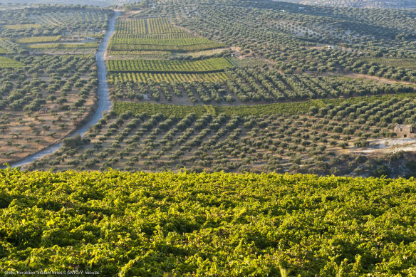 Olive trees in Crete, where some of the world’s best olive oil is produced.