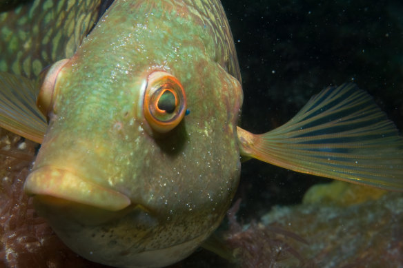 Parks Victoria manages 13 marine national parks and 11 sanctuaries along the state’s 2000 kilometre coastline.