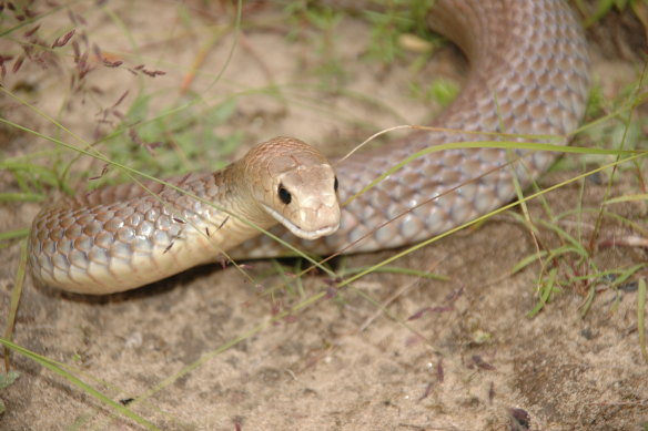 Venom from saw-scaled vipers and eastern brown snakes (pictured) have been combined to form a compound which can stop bleeding from traumatic injuries.