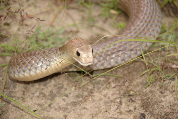 The snake was believed to be an eastern brown.