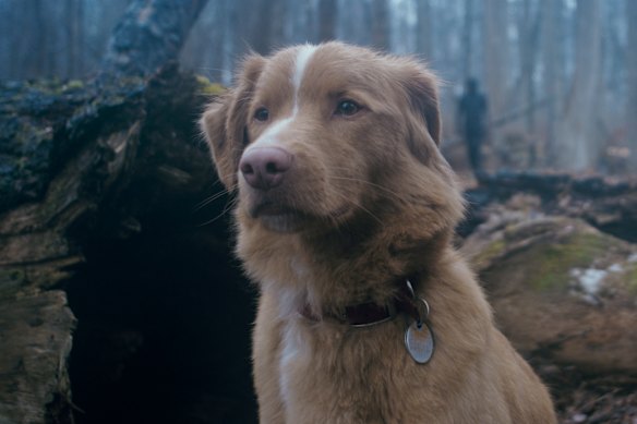 Indy, the canine star of the horror suspense movie Good Boy. 