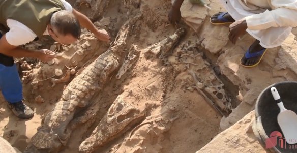 Researchers study the crocodile mummies at the excavation site.