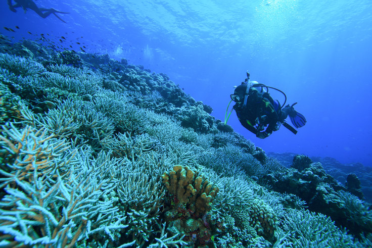Ancient Western Great Barrier Reef Discovered Off Northern Australia