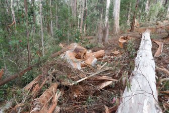 Photographs taken by environmentalists show old-growth forest on the Errinundra Plateau in East Gippsland that is being logged.