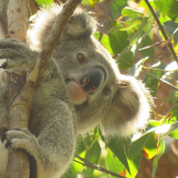 Koalas: well worth the effort to save