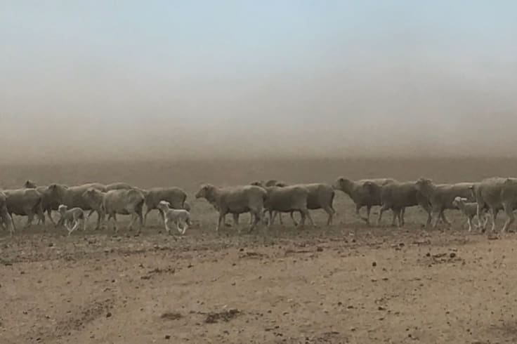 Sheeps don't have enough feed in the current drought situation. With the high grain prices, it's becoming difficult for farmers to get an adequate supply without loosing too much. 
