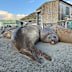 Three elephant seals at Macquarie Island station.