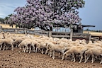 The sheep went missing from Leadsville between April 2025 and September 2026 in full wool.