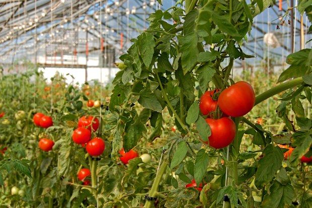 Comfresh Group: fruit and veg supplier seeks backer, targets $250m ...