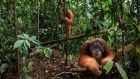 Guides from Neal Cross' hotel take guests into the nearby Gunung Leuser National Park to see orangutans such as 26-year-old male Halik (front) and 12-year-old female Juni.  