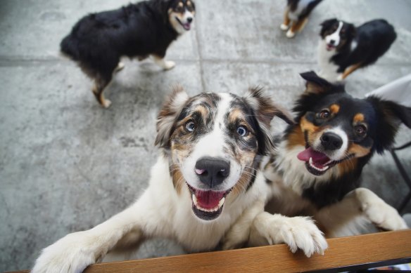 Australian shepherd dogs How the family friendly dog breed is