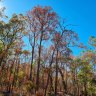 Drying and dying: WA forests face ‘collapse’