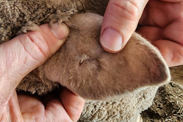 The sheep have an “M” symbol on one ear and age notches on the other.