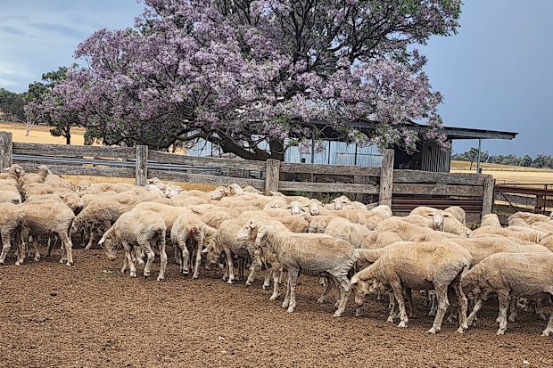 The sheep went missing from Leadsville between April 2025 and September 2026 in full wool.