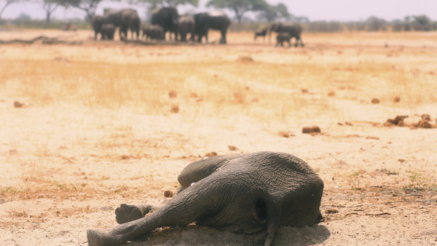 Zimbabwe says 200 elephants have now died amid drought