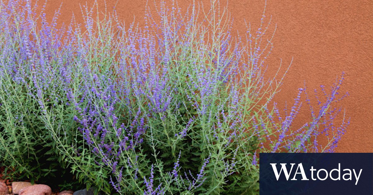 Gardening tips: What to plant in summer - Vimarsana News